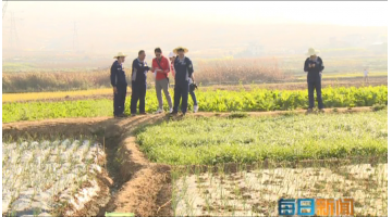《每日新聞》：個舊市雞街鎮(zhèn)倘甸雙河流域土壤改良修復示范項目進展順利